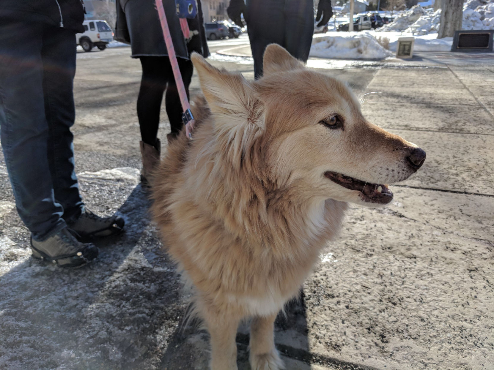 Attending the Women's March